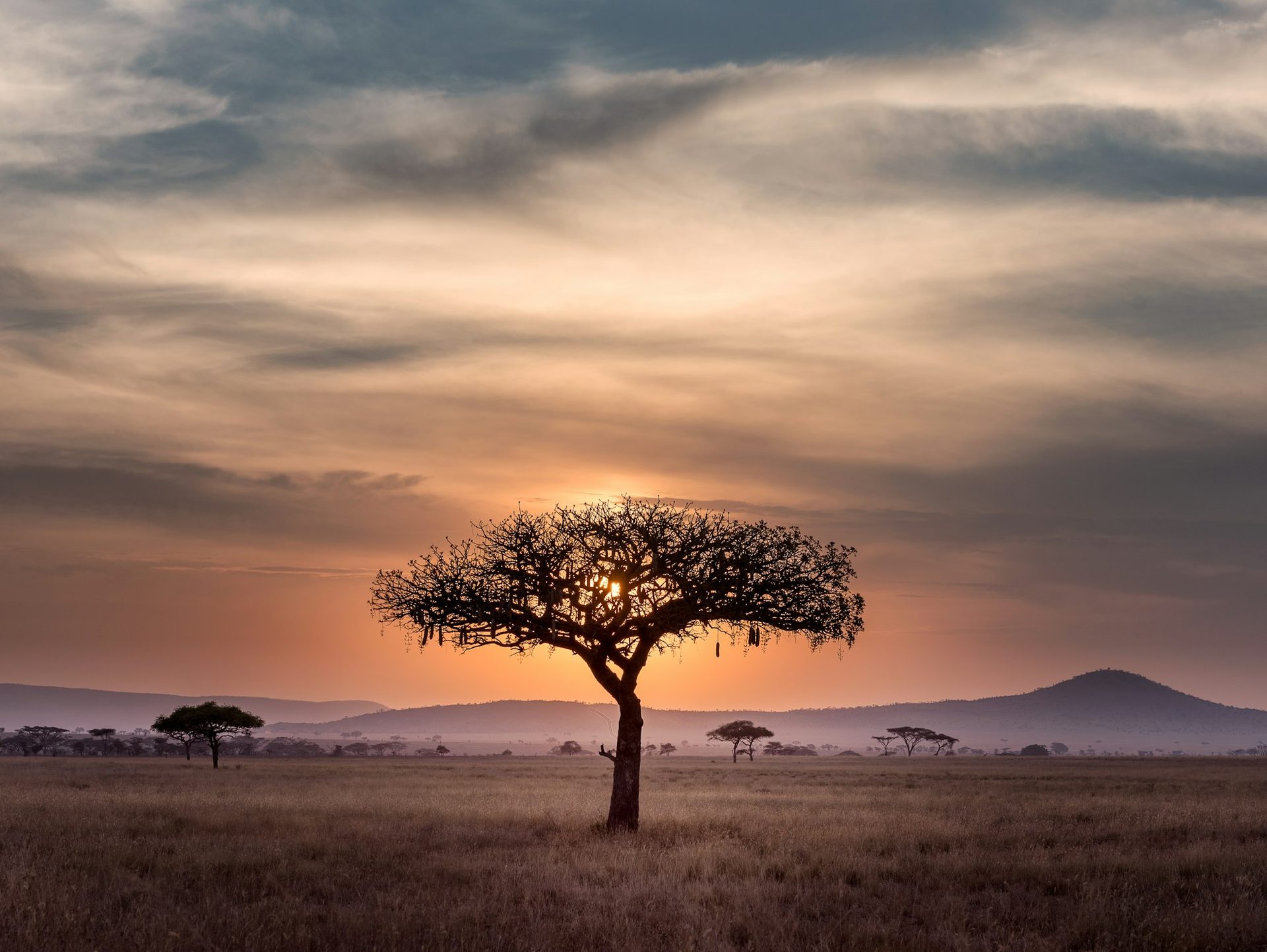 An acacia at sunset: the road out of Africa, funded